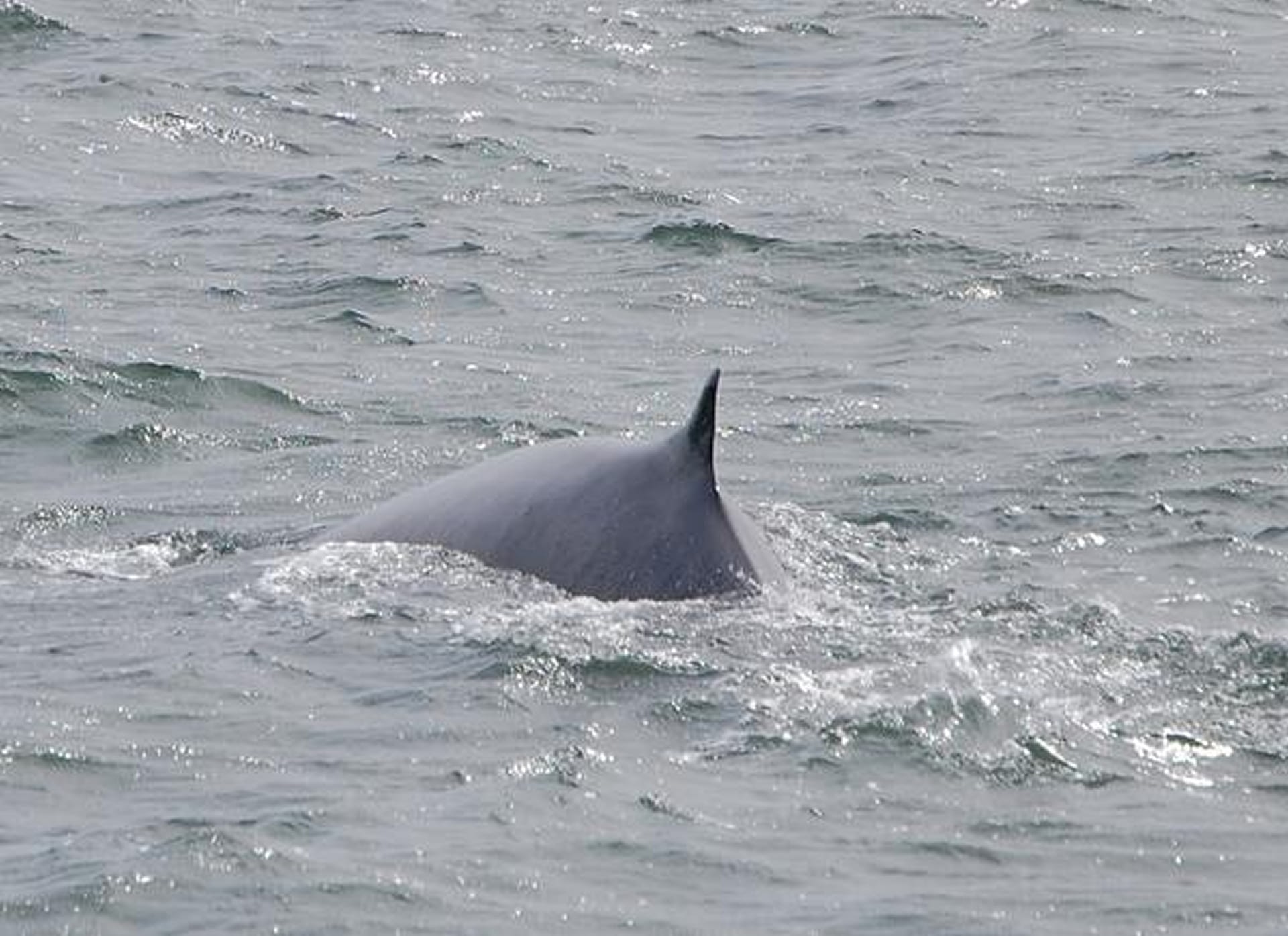 Whale Watching Photos The Cape May Whale Watcher