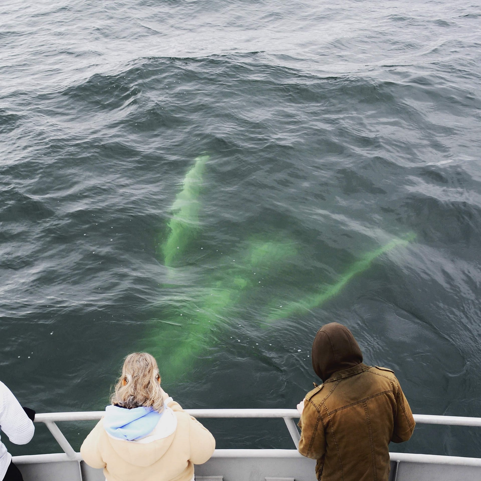 Whale Watching Photos - The Cape May Whale Watcher