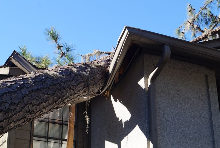 Storm Damage, Tree on roof
