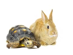 Turtle and a rabbit side by side