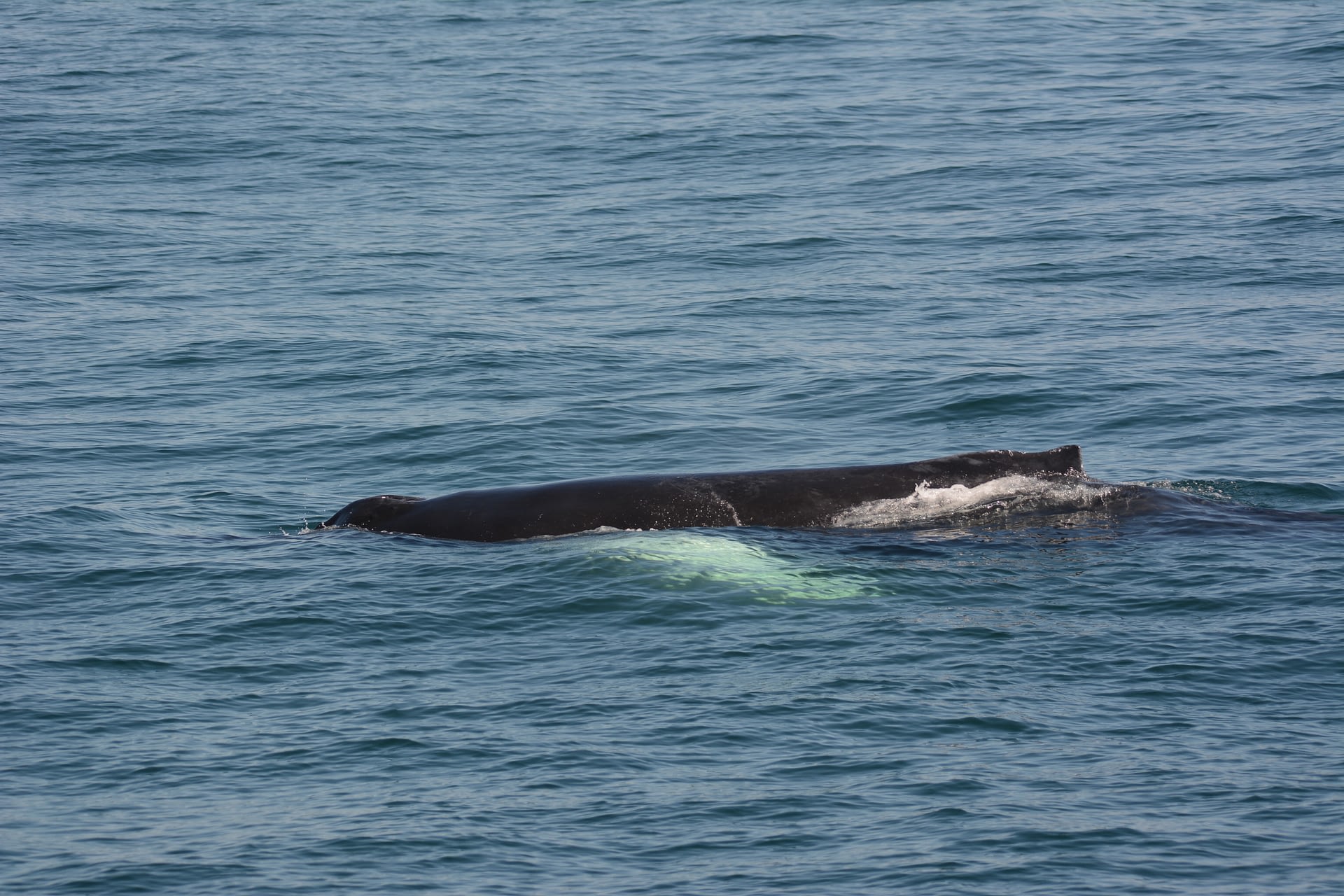 Humpback Whales 14
