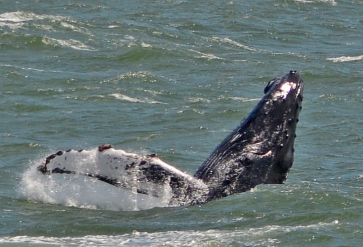 Humpback Whales 12
