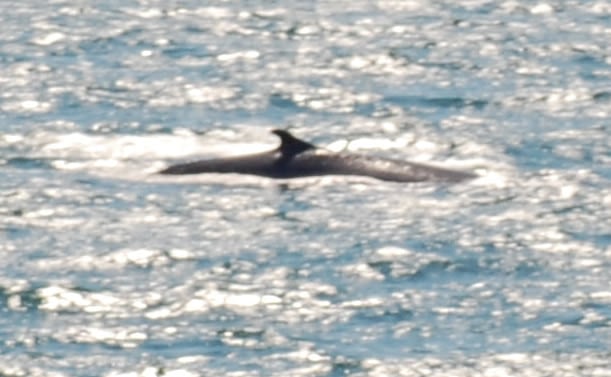 Fin Whale 7