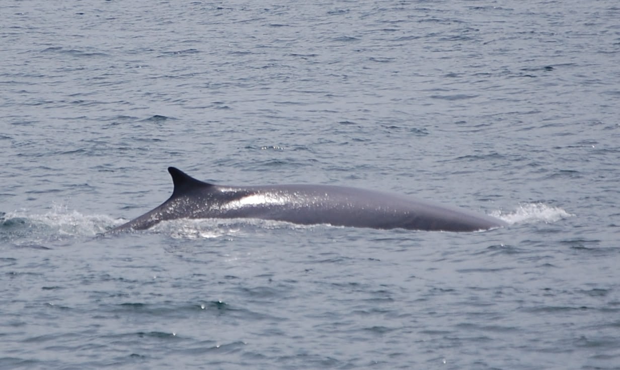 Fin Whale 9