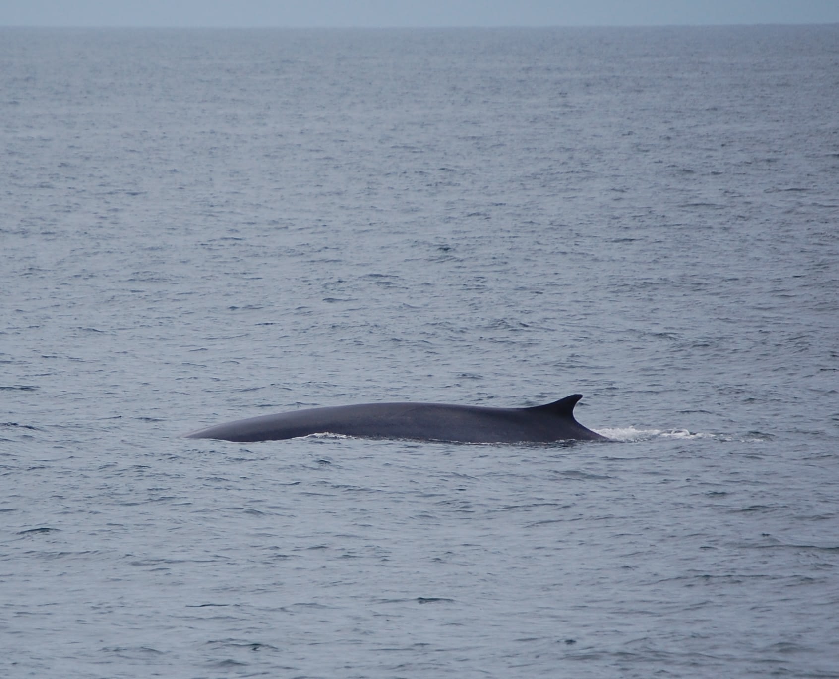 Fin Whale 11