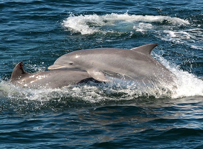 9 Must-Attend Whale and Dolphin Watching Tours At NJ Shore