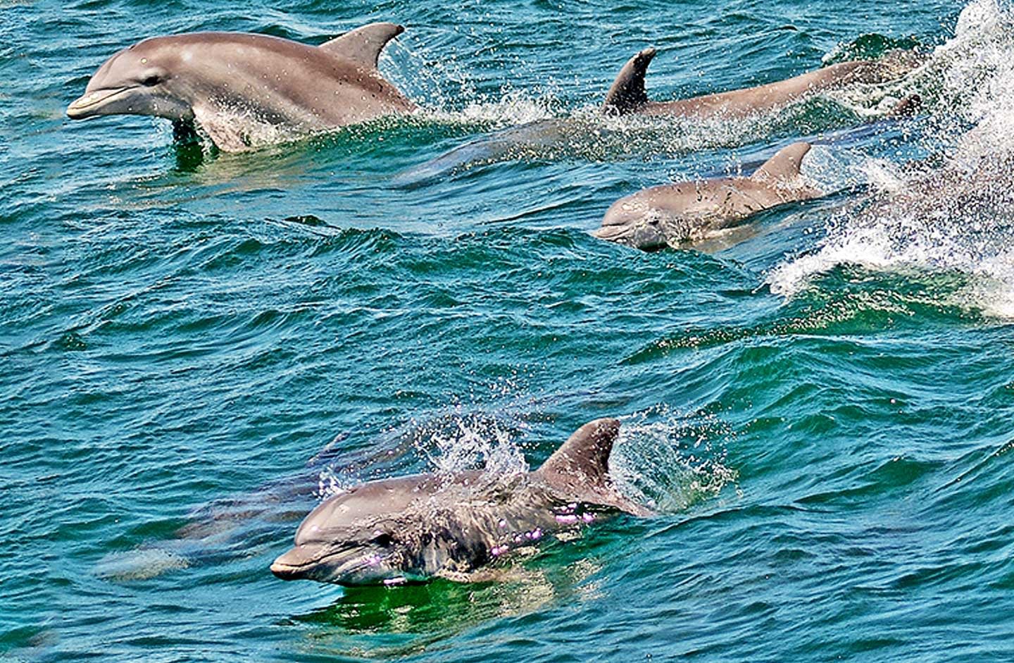 Whale Watcher Videos - The Cape May Whale Watcher