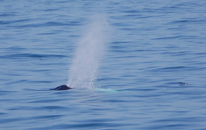 Humpback Whale Migration