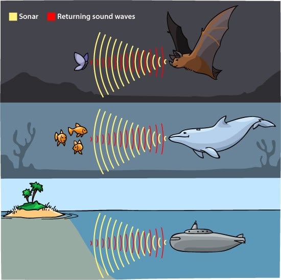 Echolocation, Can You Hear Me Now? - The Cape May Whale Watcher