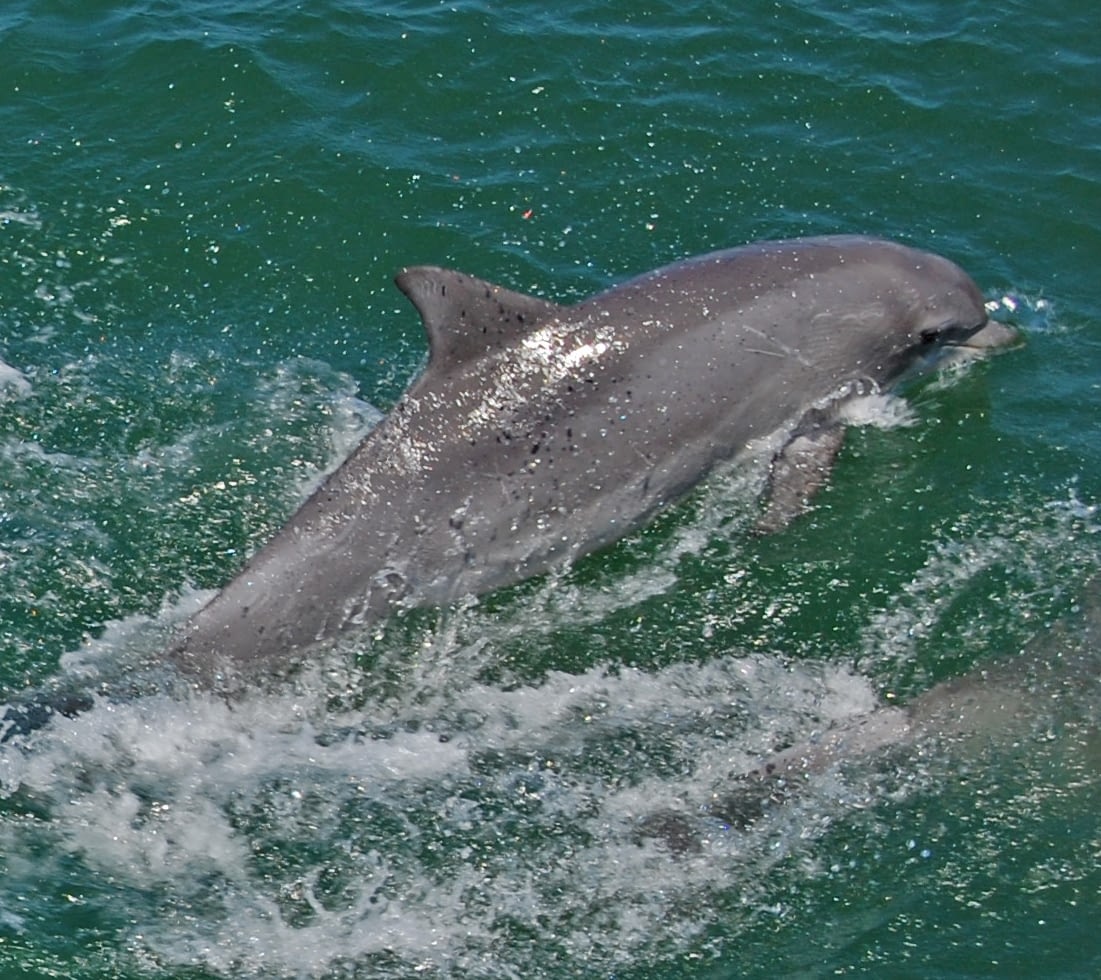 Bottlenose Dolphins 10