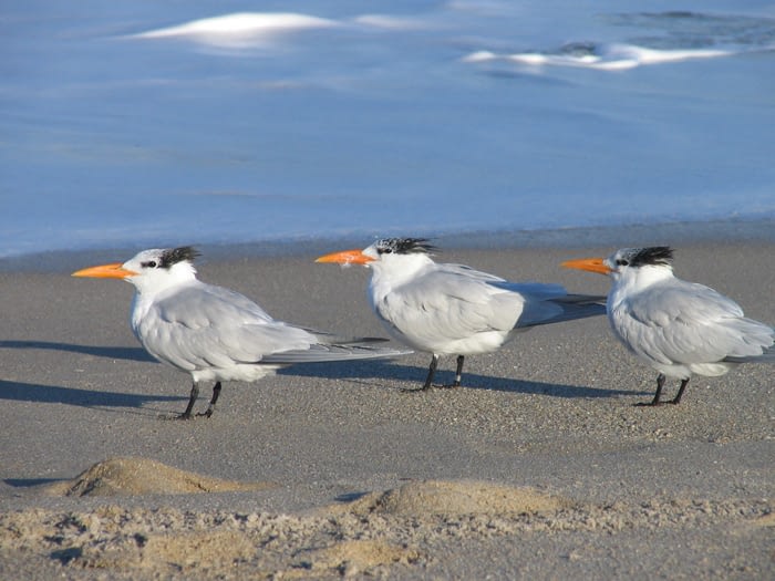 Wildlife 2