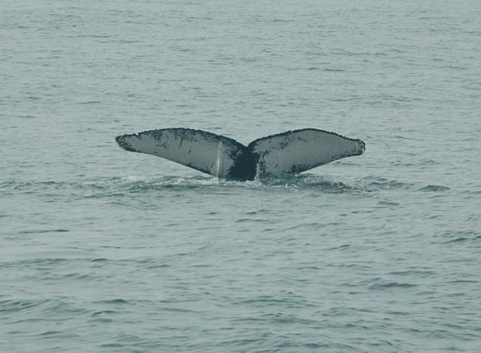 Humpback Whales 8