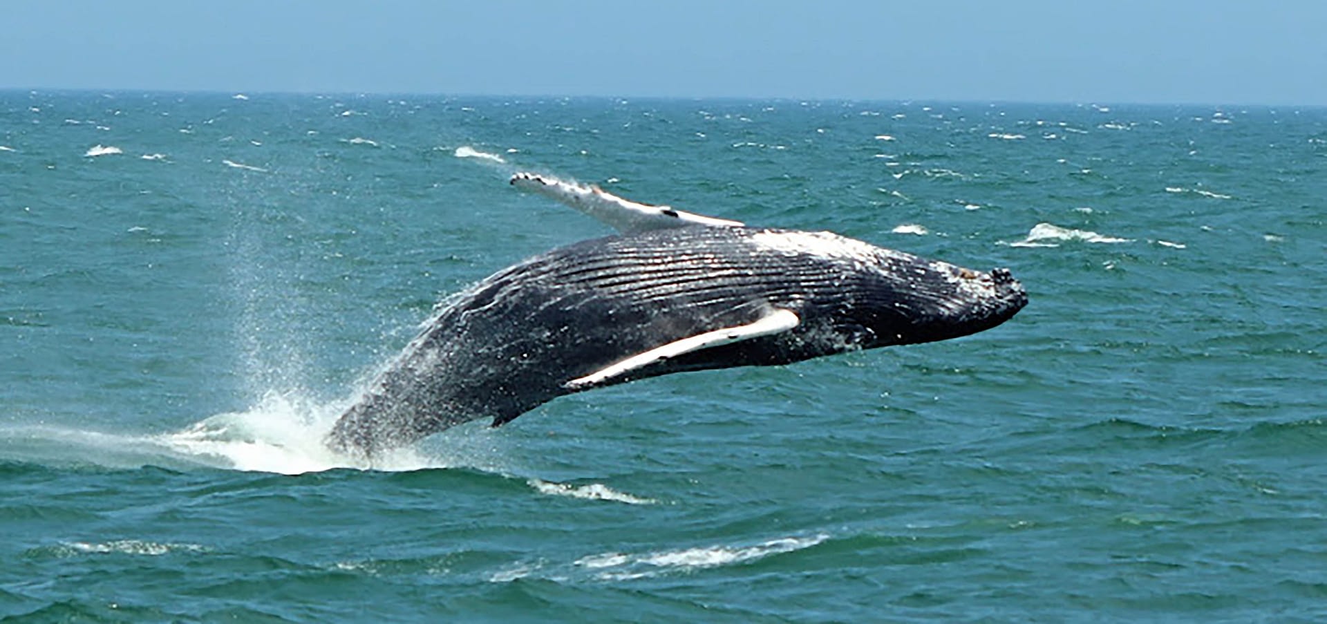 Dolphin & Whale Watching in Cape May, New Jersey – Best Tours