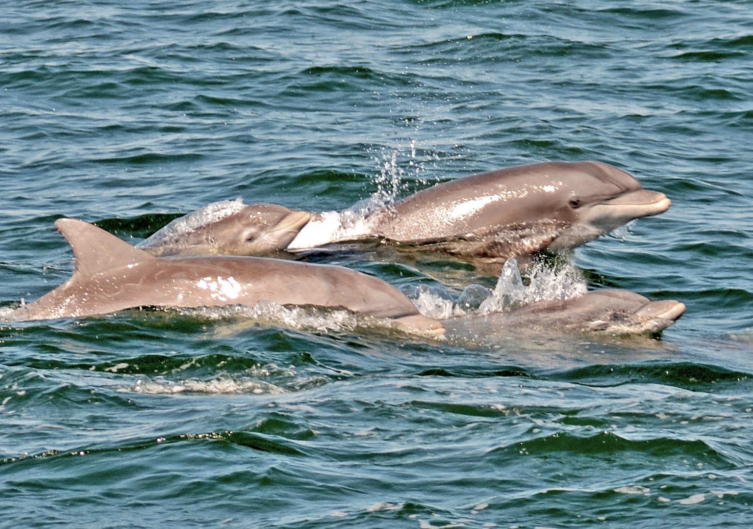 Bottlenose Dolphins 6