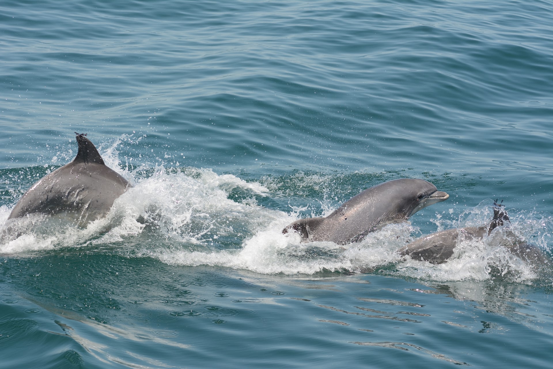 Bottlenose Dolphins 13