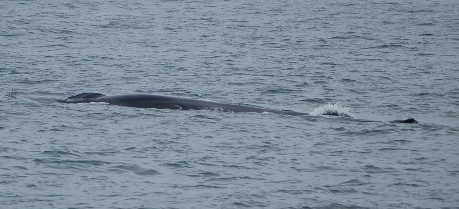 Fin Whale 12