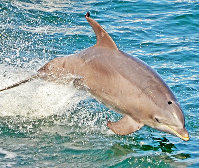 dolphin tours delaware