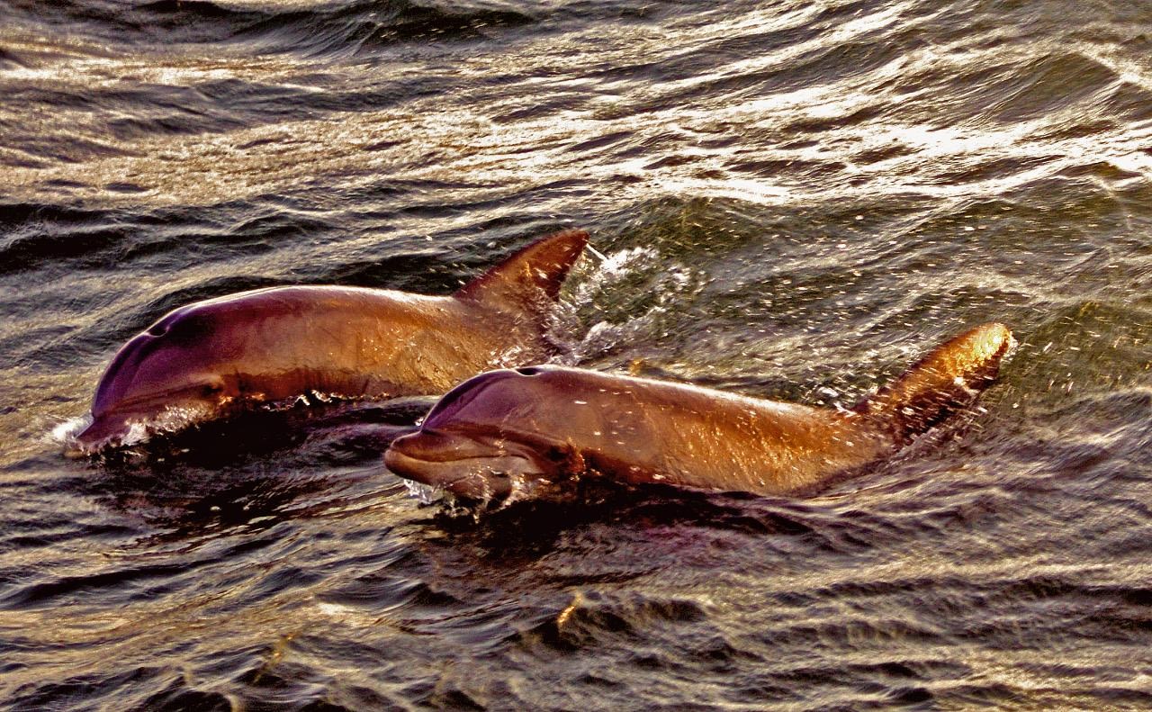 dolphin tours delaware