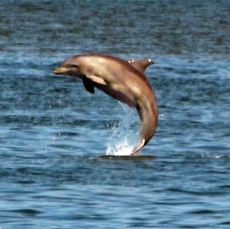 bottlenose dolphins (tursiops truncatus)