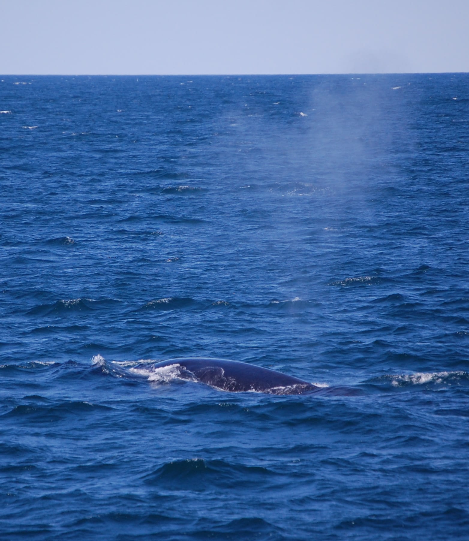 Fin Whale 15