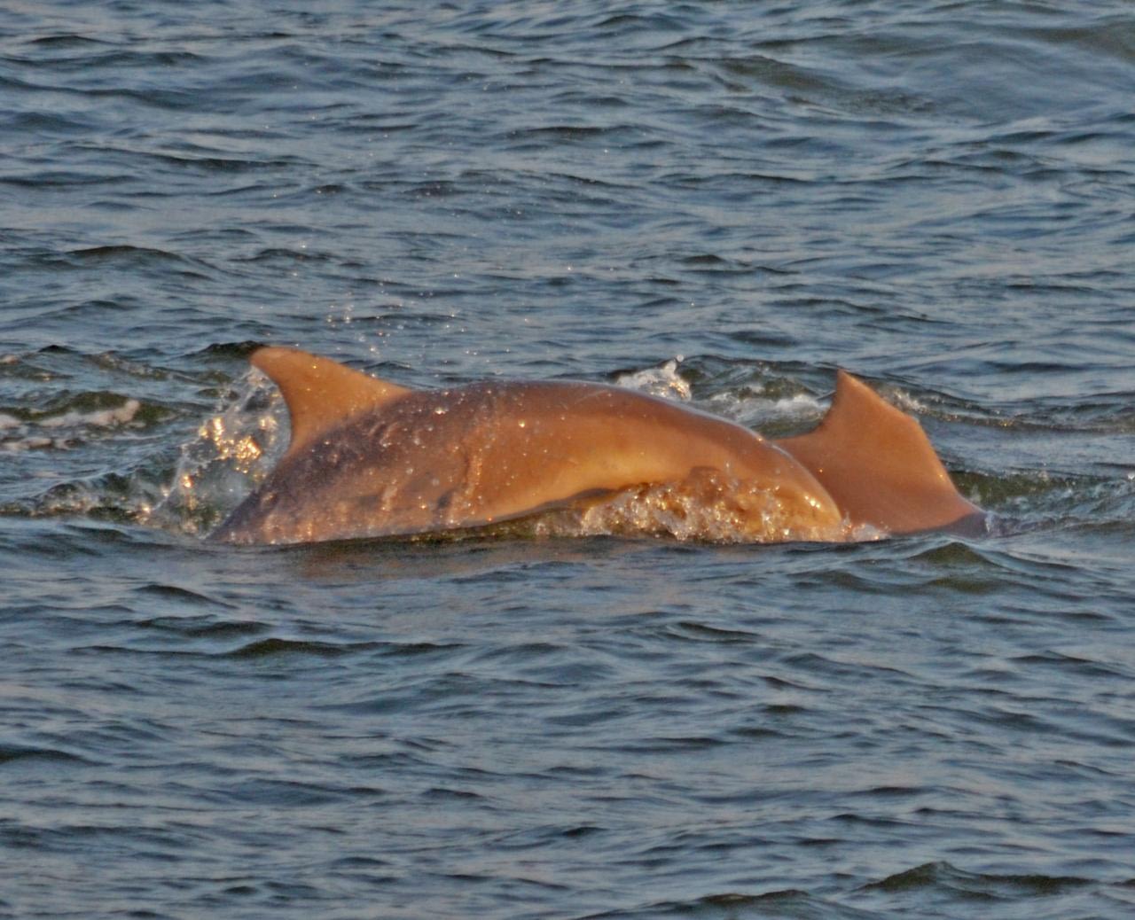 dolphin tours delaware