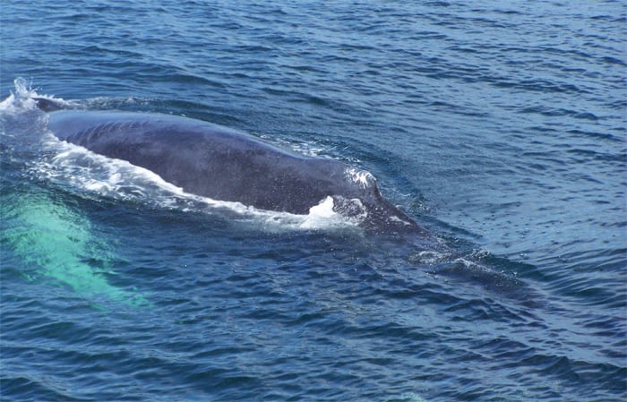 Humpback Whales 6