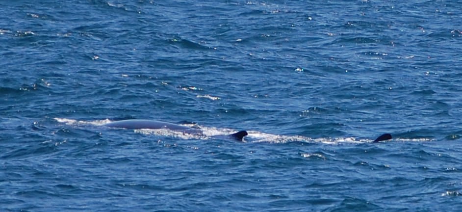 Fin Whale 4