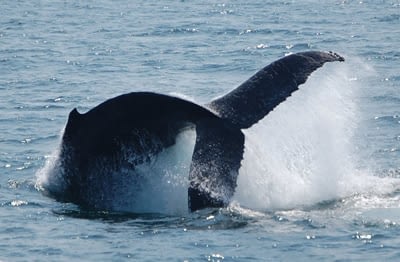 Humpback Whales 10