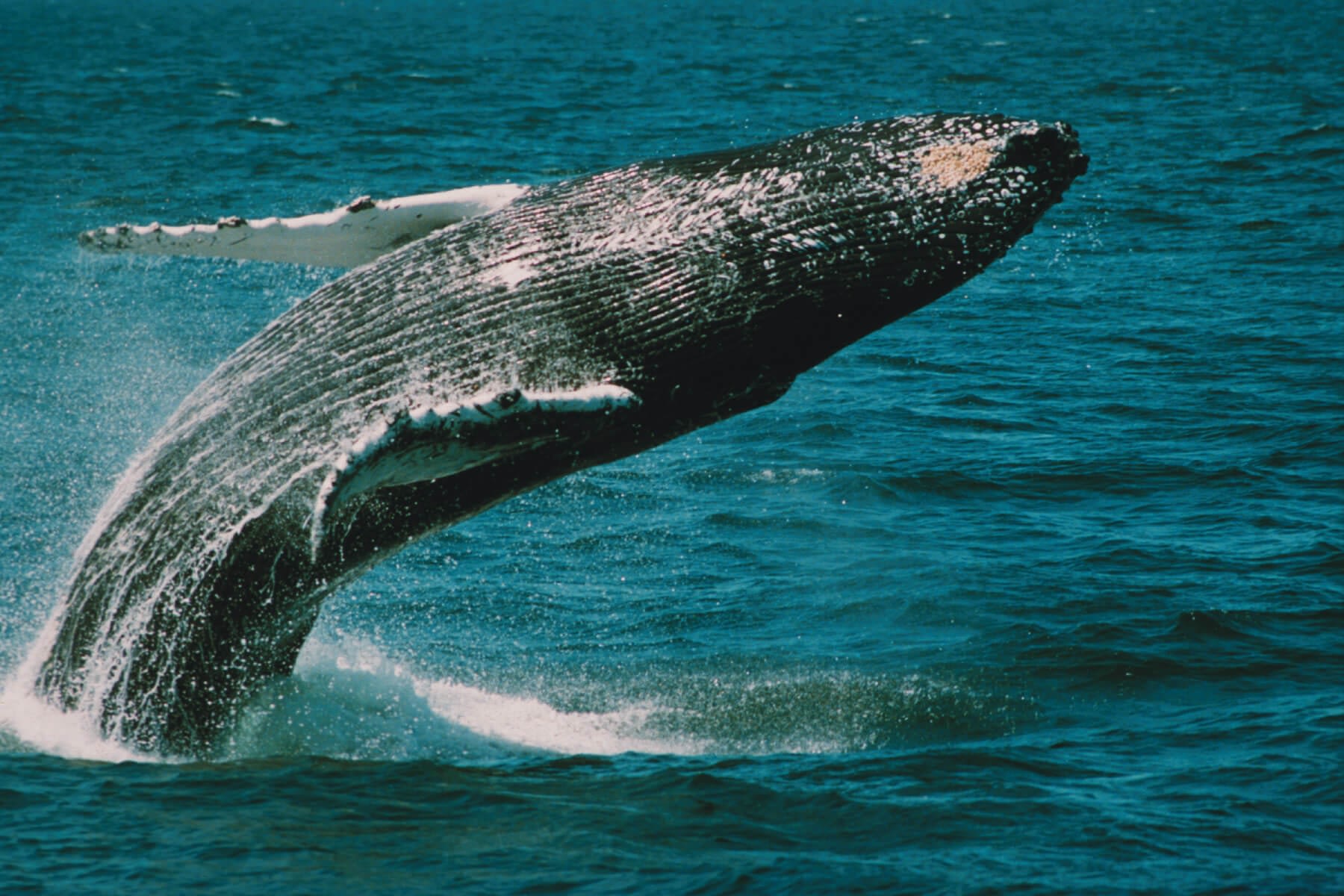 species of whales