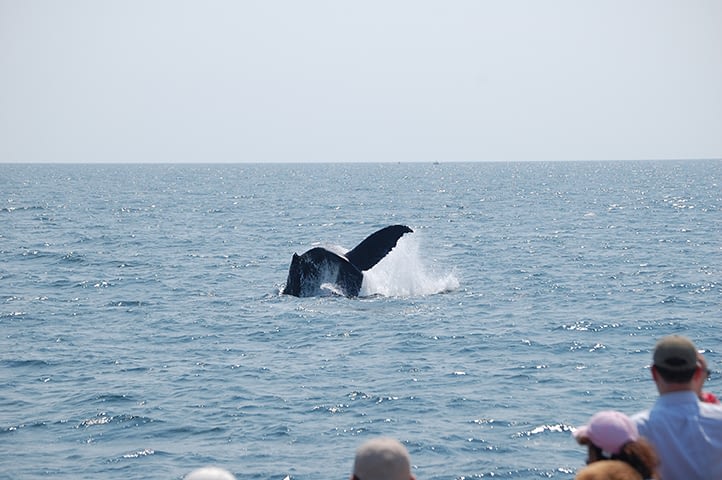 Humpback Whales 4