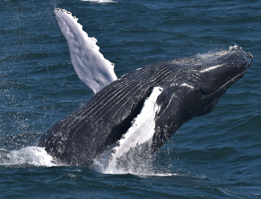 humpback whale size comparison