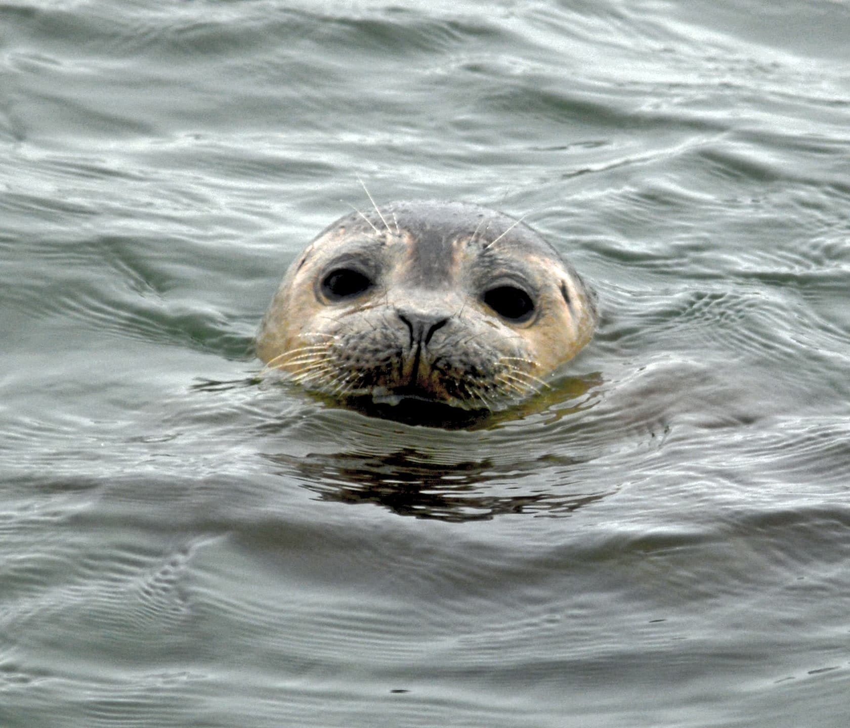 Wildlife 4