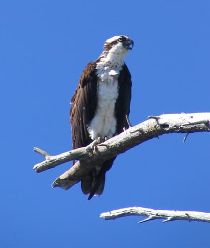Wildlife 7