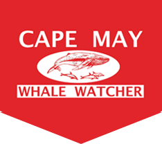 cape may whale watcher