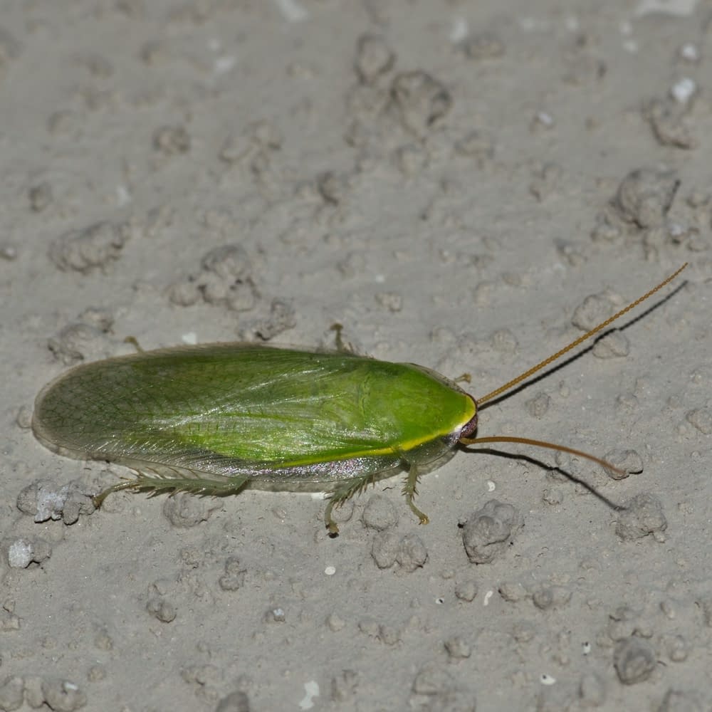 A green Cuban Cockroach (Panchlora nivea) at rest on a rough gray building wall in Houston, TX. They are not considered pests due to their outdoor nature. Seldom are they found indoors.