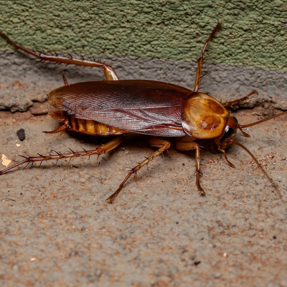 Adult American Cockroach of the species Periplaneta americana