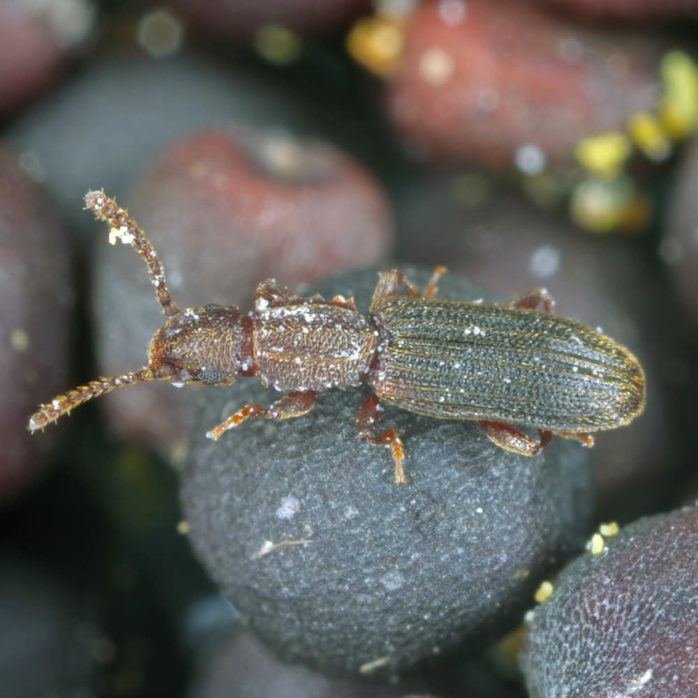 The sawtoothed grain beetle Oryzaephilus surinamensis is a insect from family Silvanidae. It is a common worldwide pest in warehouses and homes. Beetle on canola seeds.