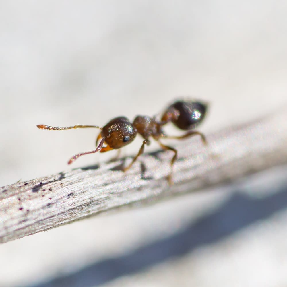 Acrobat Ant on Stem in Springtime