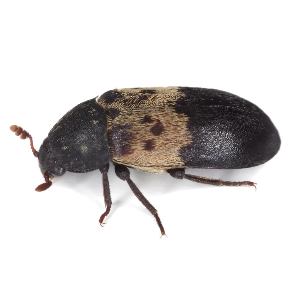 Larder beetle (Dermestes lardarius)