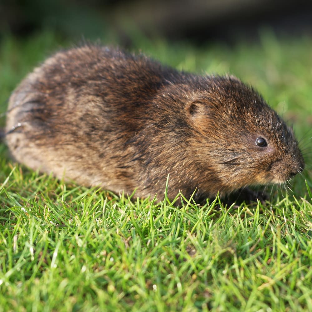 The European water vole or northern water vole, Arvicola amphibius, is a semiaquatic rodent.