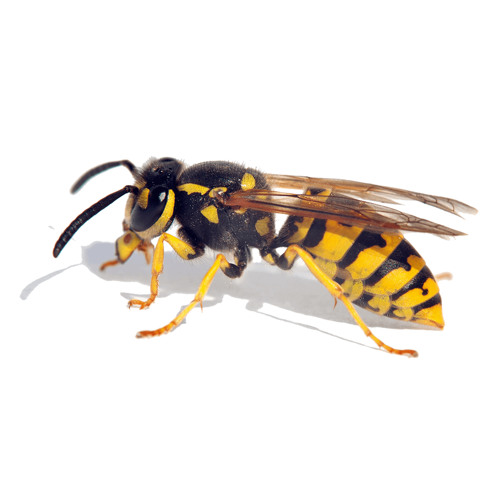 northeast-wasps