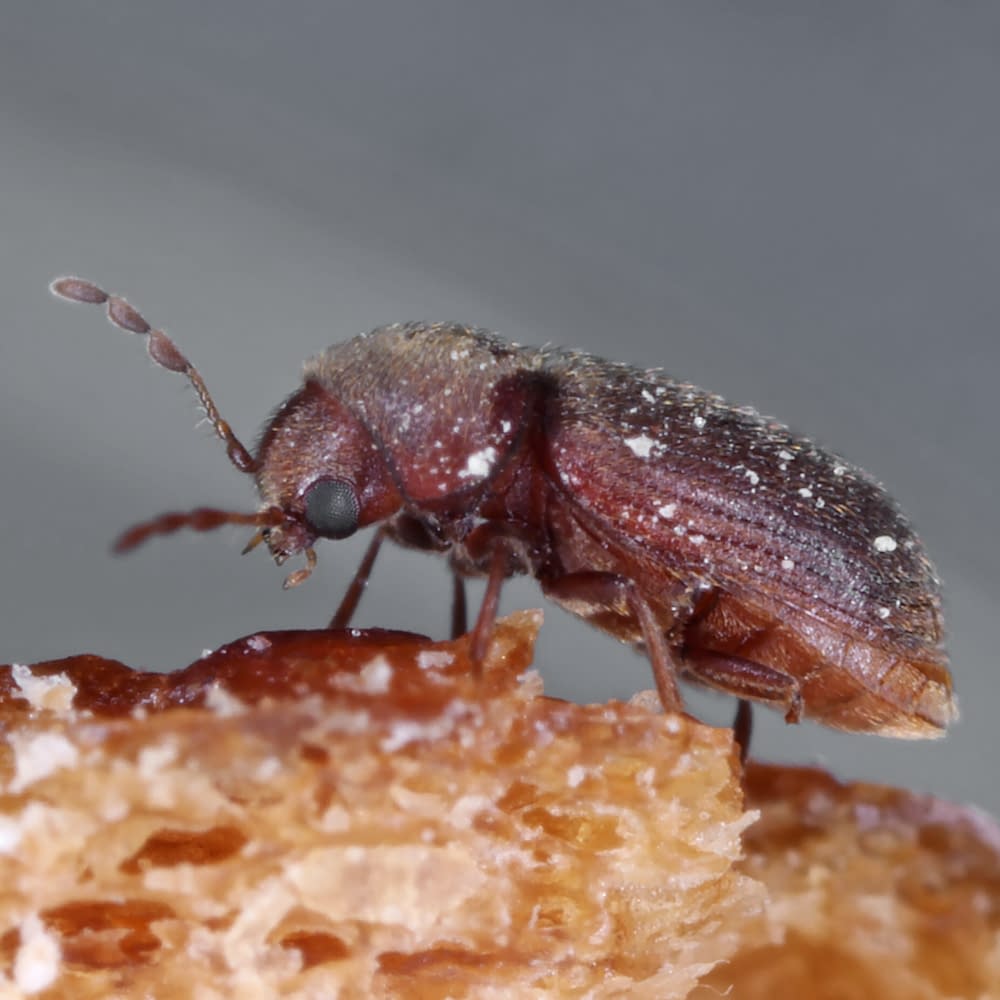 Drugstore beetle Stegobium paniceum known as bread beetle or biscuit beetle is pest in houses, stores and warehouses. Beetle on bread.