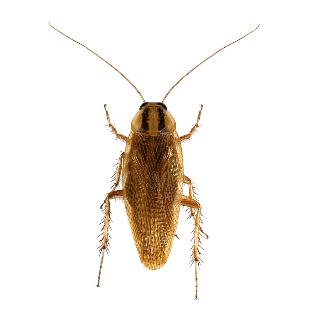 German cockroach (Blattella germanica) isolated on a white backg