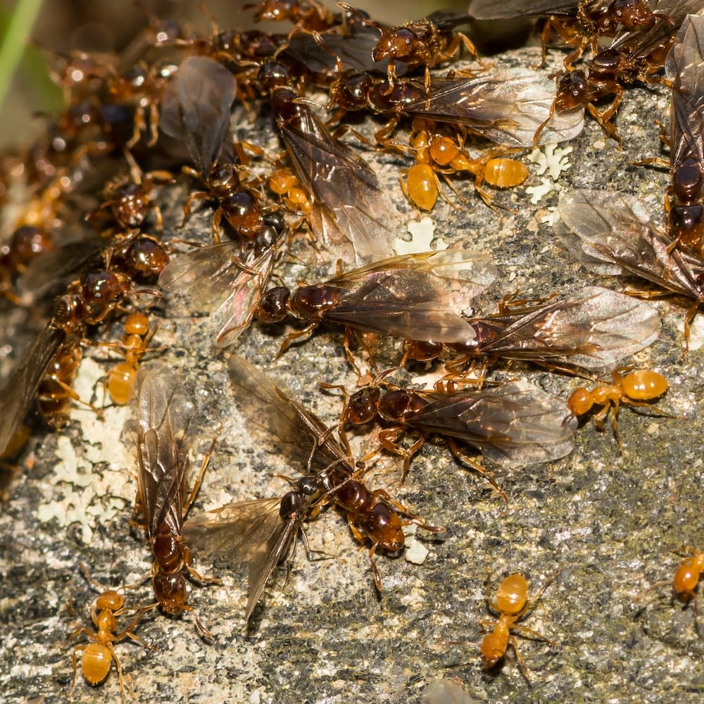 Citronella Ant Swarm (Lasius interjectus)