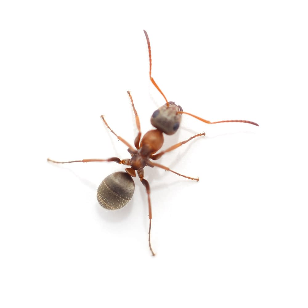 One little black ant isolated on a white background.
