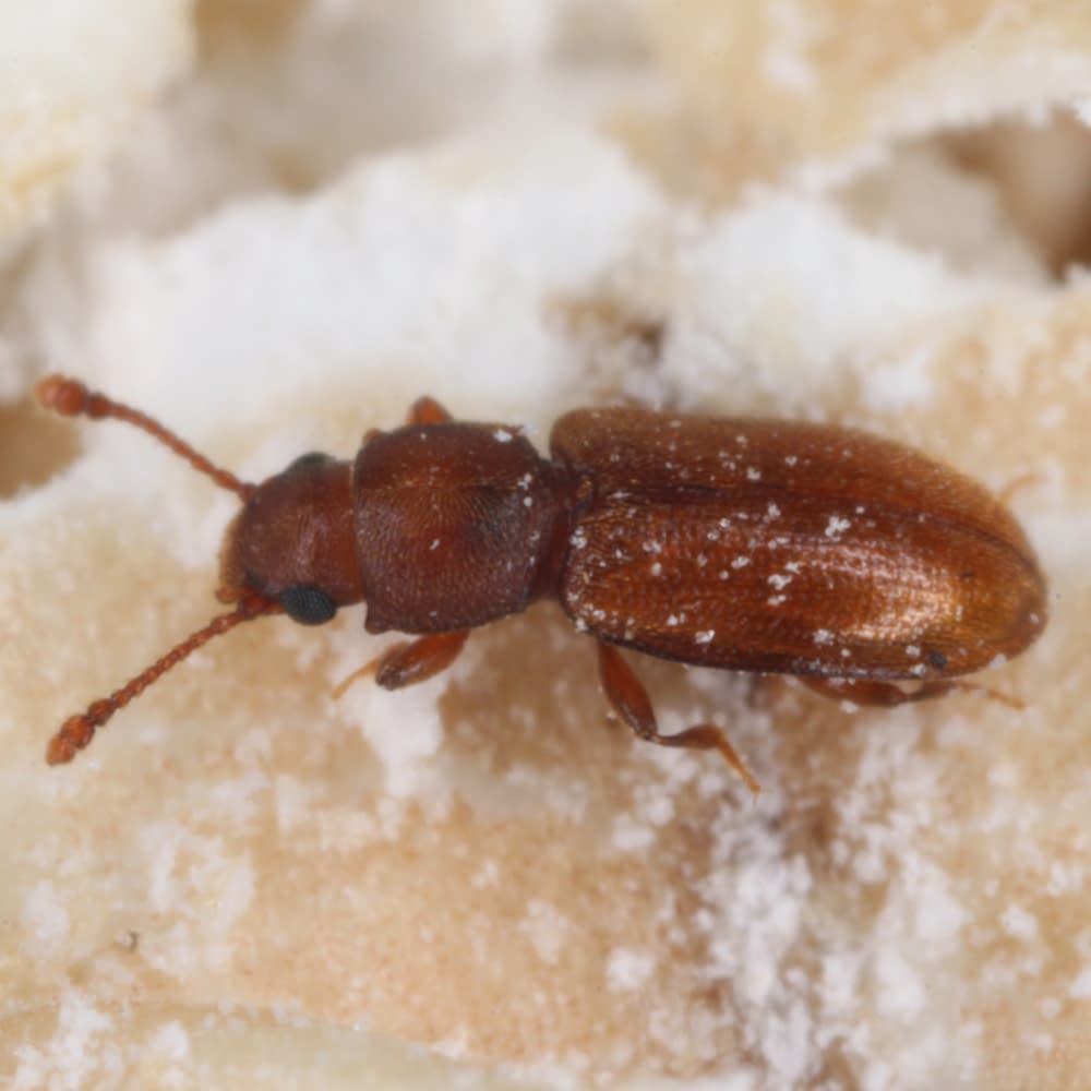 foreign grain beetle Ahasverus advena on oatmeal