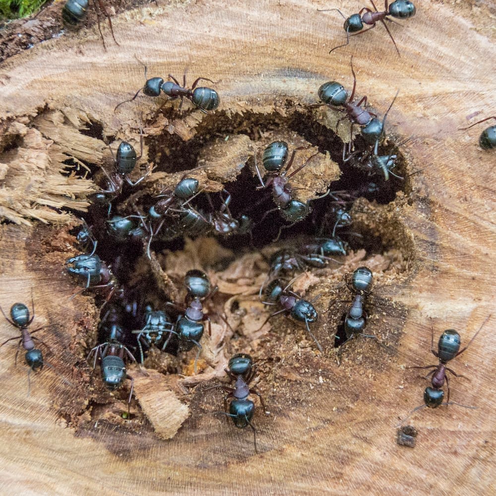 USA. Washington State. Destructive Carpenter Ants (Camponotus spp.) nest at sawed off cherry tree branch.