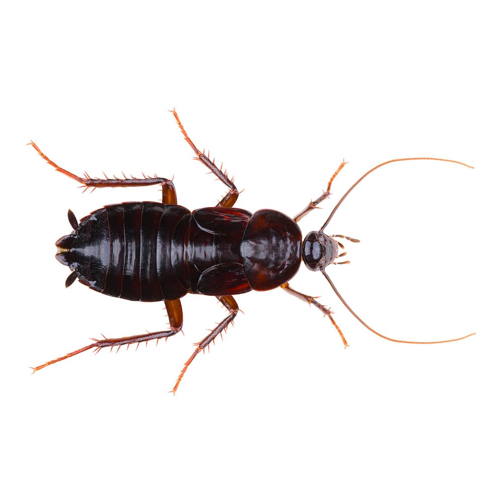 The oriental cockroach (Blatta orientalis), also known as the waterbug or black beetle, is a species of cockroach. Cockroach isolated on white background. Dorsal view of the female oriental cockroach.