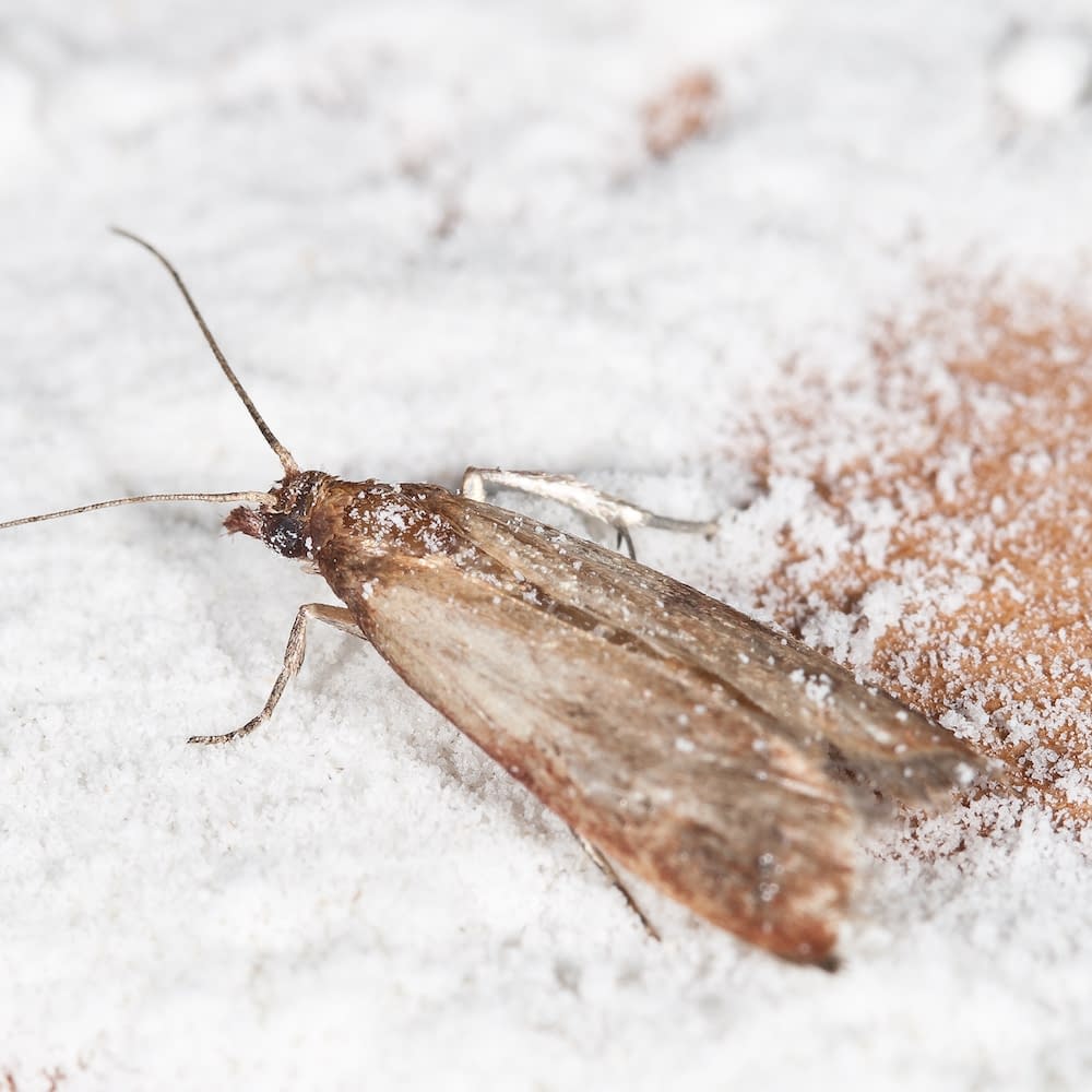 Flour Moth, Pantry Moth (Ephestia kuehniella)
