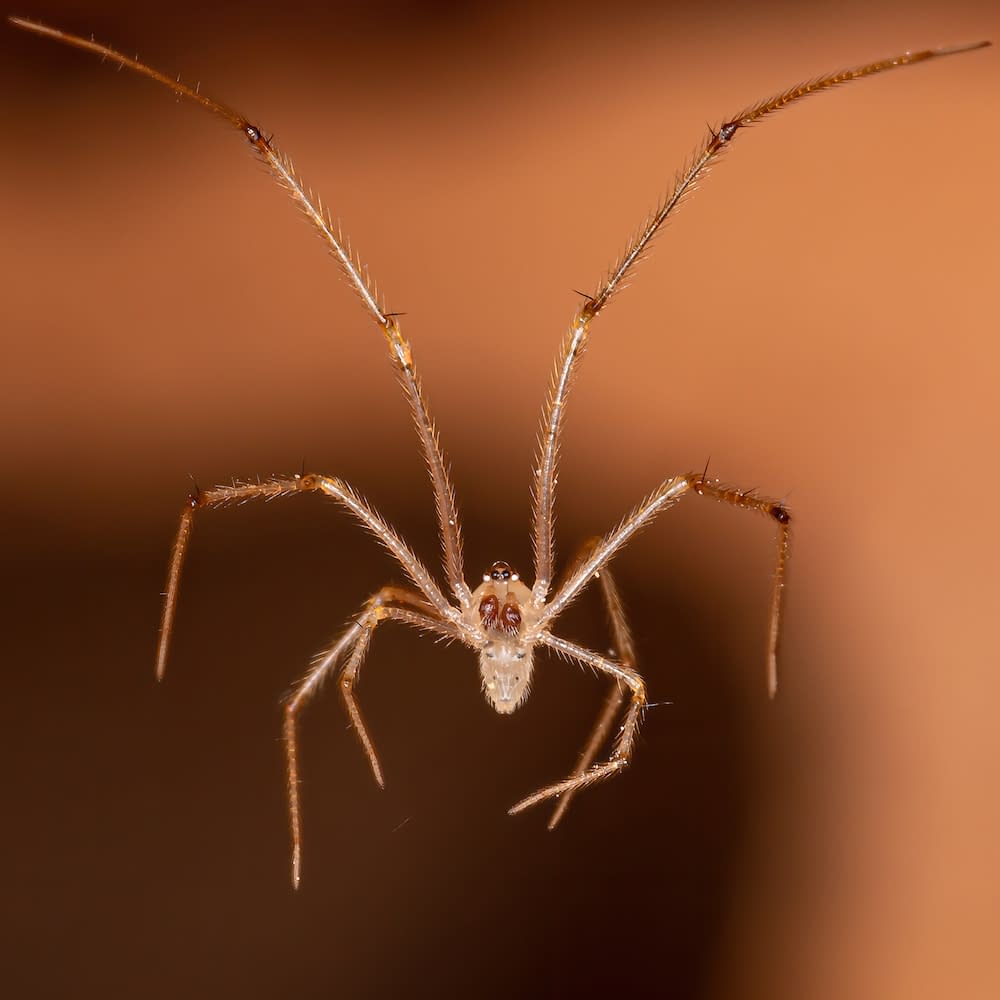 Brazilian Cellar Spider of the Family Pholcidae